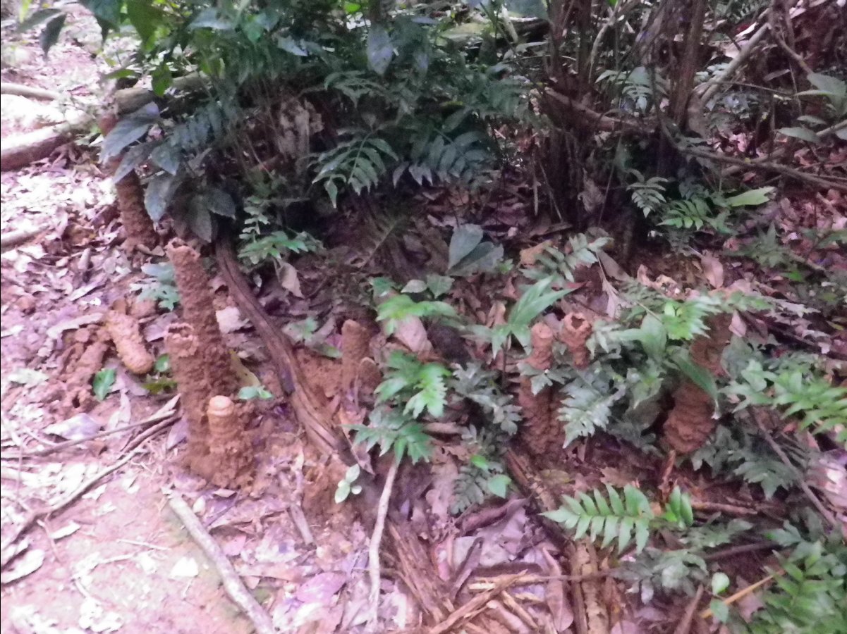 Amazon - Peru17
